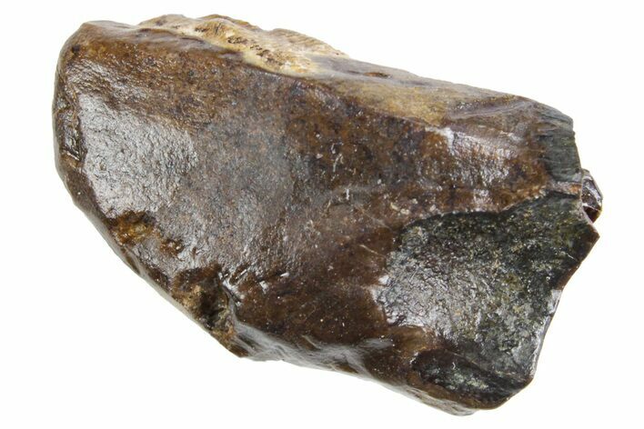 Fossil Triceratops Shed Tooth - Wyoming #358316